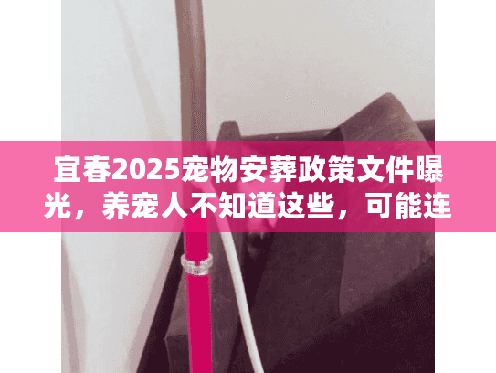 宜春2025宠物安葬政策文件曝光图片