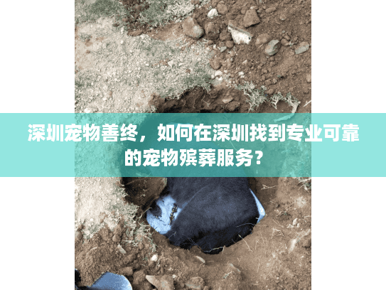 深圳宠物善终，如何在深圳找到专业可靠的宠物殡葬服务？