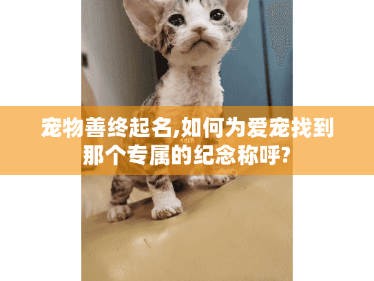 宠物善终起名,如何为爱宠找到那个专属的纪念称呼?