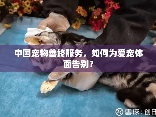 中国宠物善终服务，如何为爱宠体面告别？