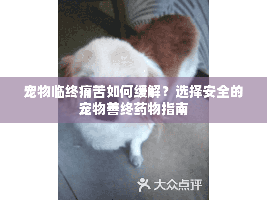 宠物临终痛苦如何缓解？选择安全的宠物善终药物指南