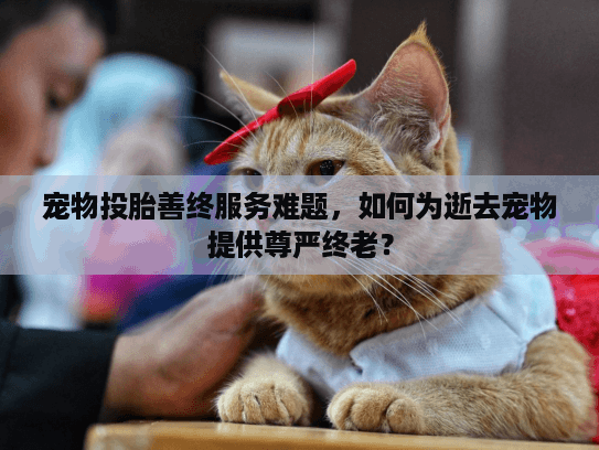 宠物投胎善终服务难题，如何为逝去宠物提供尊严终老？
