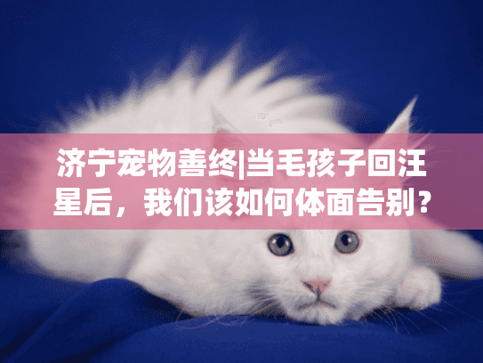 济宁宠物善终|当毛孩子回汪星后，我们该如何体面告别？