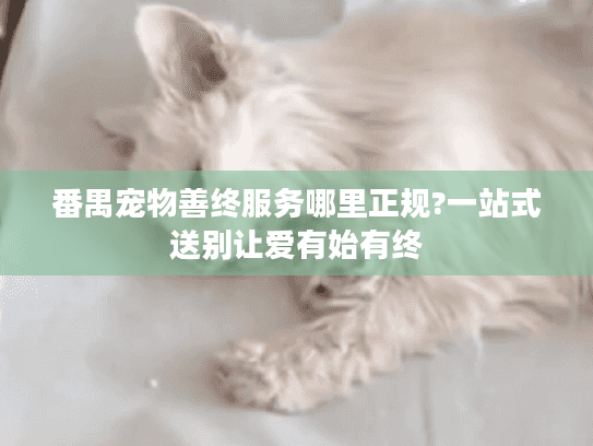 番禺宠物善终服务哪里正规?一站式送别让爱有始有终