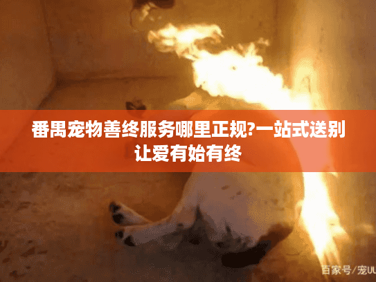 番禺宠物善终服务哪里正规?一站式送别让爱有始有终
