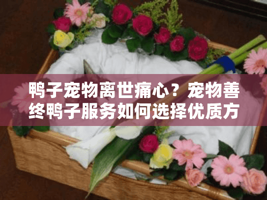 鸭子宠物离世痛心？宠物善终鸭子服务如何选择优质方案？