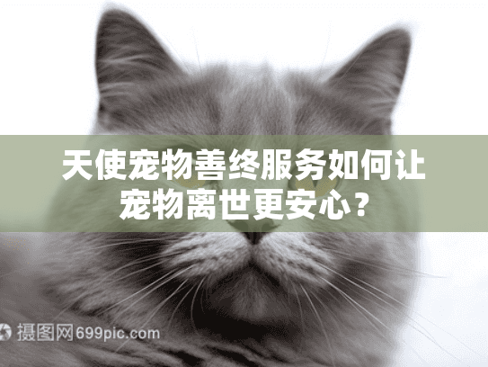 天使宠物善终服务如何让宠物离世更安心？
