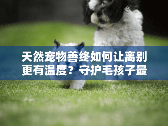 天然宠物善终如何让离别更有温度？守护毛孩子最后一程的温柔选择
