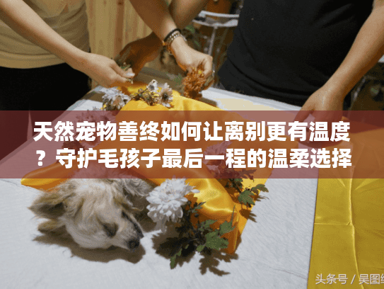 天然宠物善终如何让离别更有温度？守护毛孩子最后一程的温柔选择