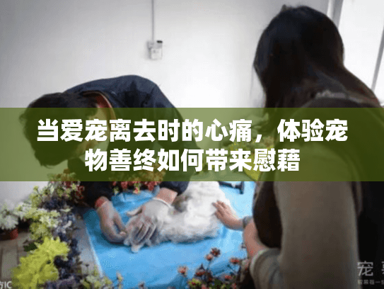 当爱宠离去时的心痛，体验宠物善终如何带来慰藉