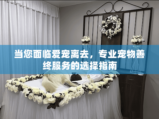 当您面临爱宠离去，专业宠物善终服务的选择指南