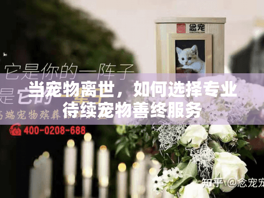当宠物离世，如何选择专业待续宠物善终服务
