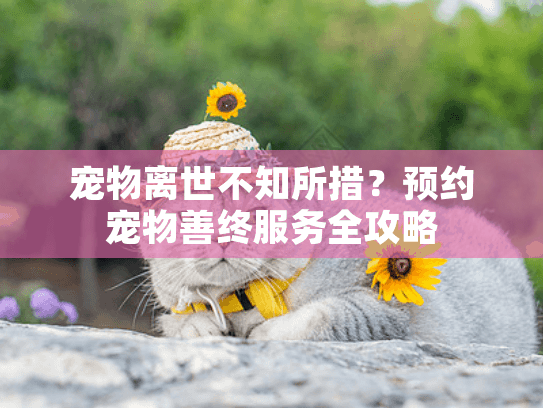 宠物离世不知所措？预约宠物善终服务全攻略