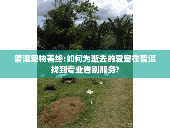 普洱宠物善终:如何为逝去的爱宠在普洱找到专业告别服务?