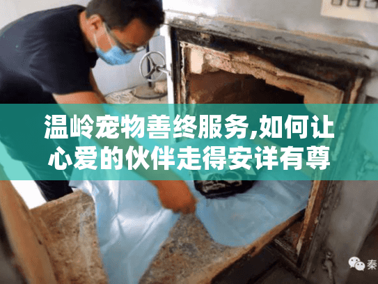 温岭宠物善终服务,如何让心爱的伙伴走得安详有尊严?