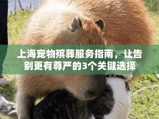 上海宠物殡葬服务指南，让告别更有尊严的3个关键选择