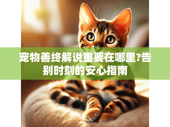 宠物善终解说重要在哪里?告别时刻的安心指南