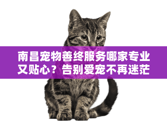 南昌宠物善终服务哪家专业又贴心？告别爱宠不再迷茫！
