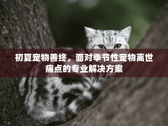 初夏宠物善终，面对季节性宠物离世痛点的专业解决方案