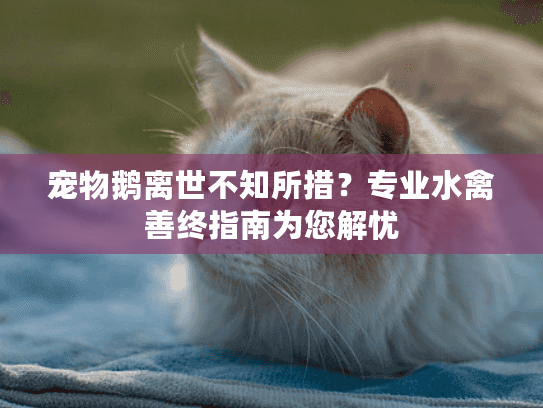 宠物鹅离世不知所措？专业水禽善终指南为您解忧