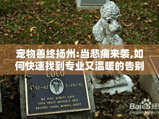 宠物善终扬州:当悲痛来袭,如何快速找到专业又温暖的告别服务?