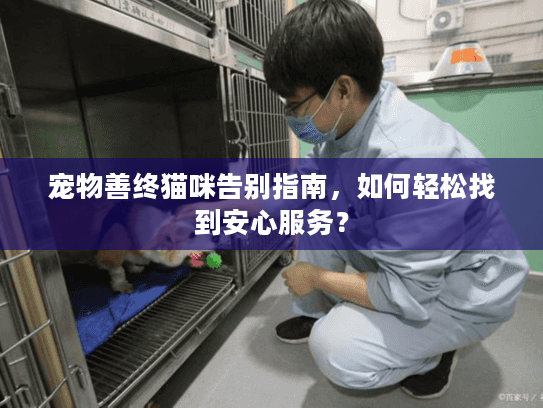 宠物善终猫咪告别指南，如何轻松找到安心服务？