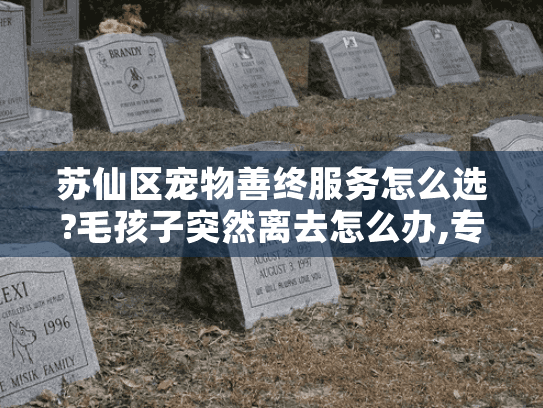 苏仙区宠物善终服务怎么选?毛孩子突然离去怎么办,专业送别再告别