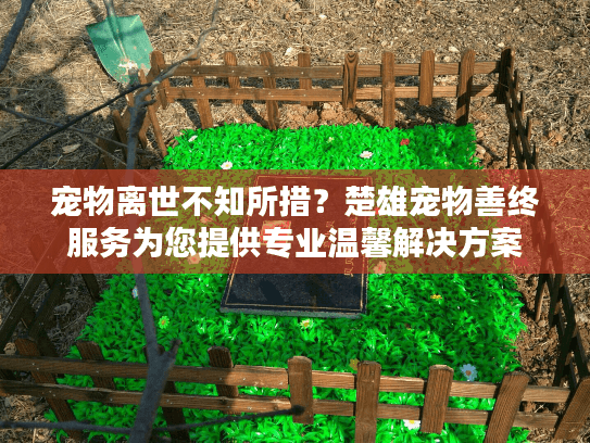 宠物离世不知所措？楚雄宠物善终服务为您提供专业温馨解决方案