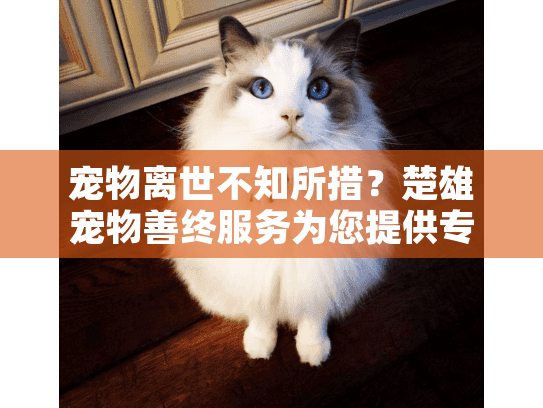 宠物离世不知所措？楚雄宠物善终服务为您提供专业温馨解决方案