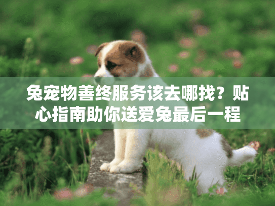 兔宠物善终服务该去哪找？贴心指南助你送爱兔最后一程