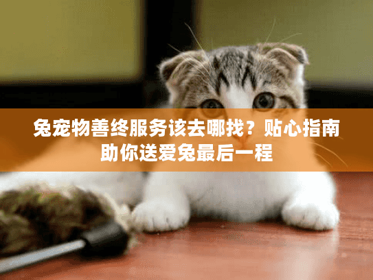 兔宠物善终服务该去哪找？贴心指南助你送爱兔最后一程