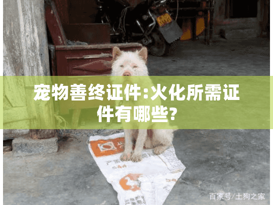 宠物善终证件:火化所需证件有哪些?
