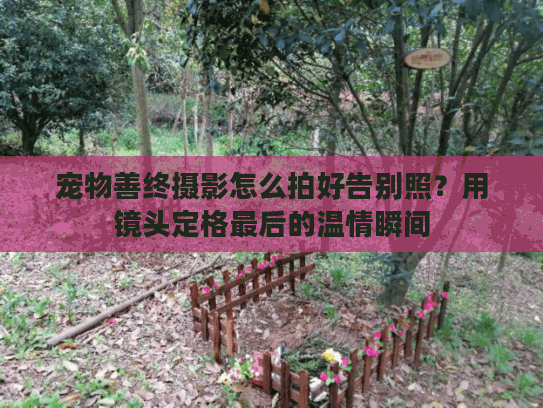 宠物善终摄影怎么拍好告别照？用镜头定格最后的温情瞬间