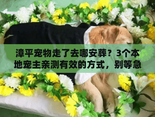 漳平宠物走了去哪安葬？3个本地宠主亲测有效的方式，别等急用时乱撞