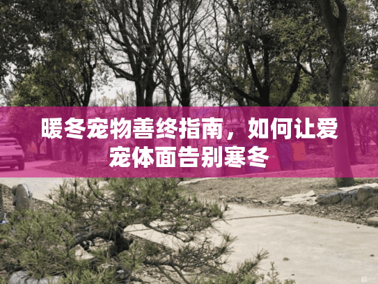 暖冬宠物善终指南，如何让爱宠体面告别寒冬