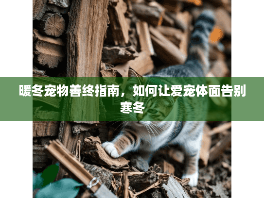暖冬宠物善终指南，如何让爱宠体面告别寒冬
