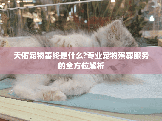 天佑宠物善终是什么?专业宠物殡葬服务的全方位解析