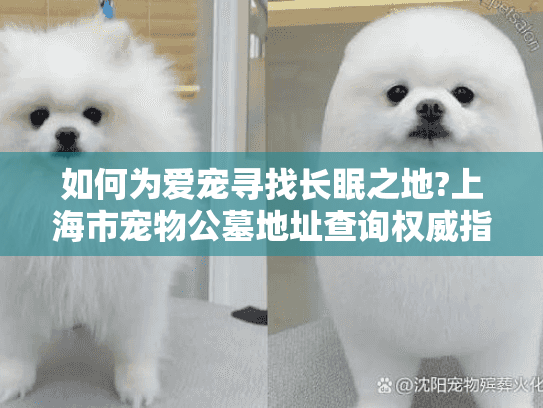 如何为爱宠寻找长眠之地?上海市宠物公墓地址查询权威指南