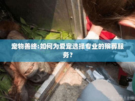 宠物善终:如何为爱宠选择专业的殡葬服务？