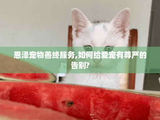 恩泽宠物善终服务,如何给爱宠有尊严的告别?