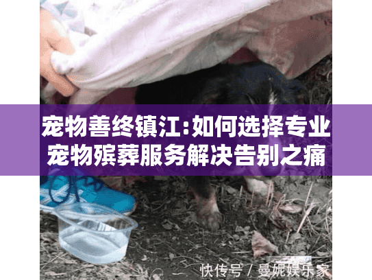 宠物善终镇江:如何选择专业宠物殡葬服务解决告别之痛
