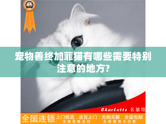 宠物善终加菲猫有哪些需要特别注意的地方?