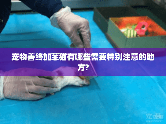 宠物善终加菲猫有哪些需要特别注意的地方?