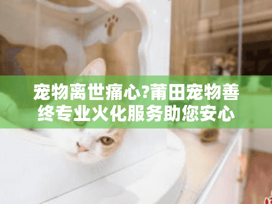 宠物离世痛心?莆田宠物善终专业火化服务助您安心