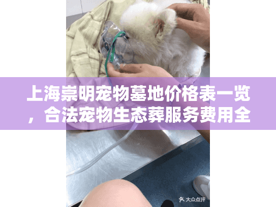 上海崇明宠物墓地价格表一览，合法宠物生态葬服务费用全解析