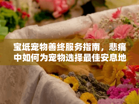 宝坻宠物善终服务指南,悲痛中如何为宠物选择最佳安息地? 宝坻宠物善终服务指南,悲痛中如何为宠物选择最佳安息地?