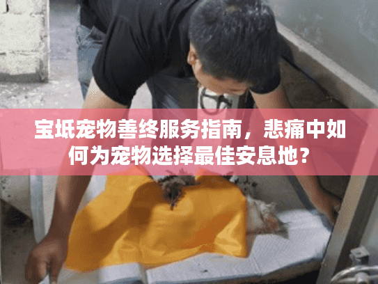 宝坻宠物善终服务指南，悲痛中如何为宠物选择最佳安息地？