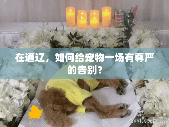 在通辽，如何给宠物一场有尊严的告别？