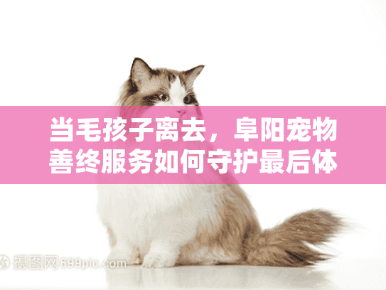 当毛孩子离去，阜阳宠物善终服务如何守护最后体面？