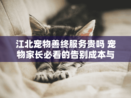 江北宠物善终服务贵吗 宠物家长必看的告别成本与价值解析